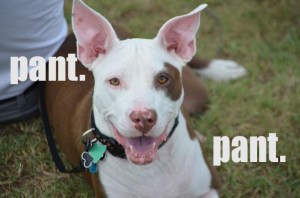 this is a smiling dog